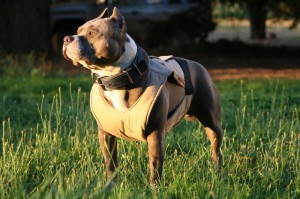 weighted dog vest